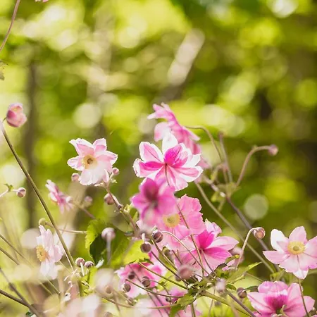 Gæstehus Gaestehaus Waldruh Gerlos